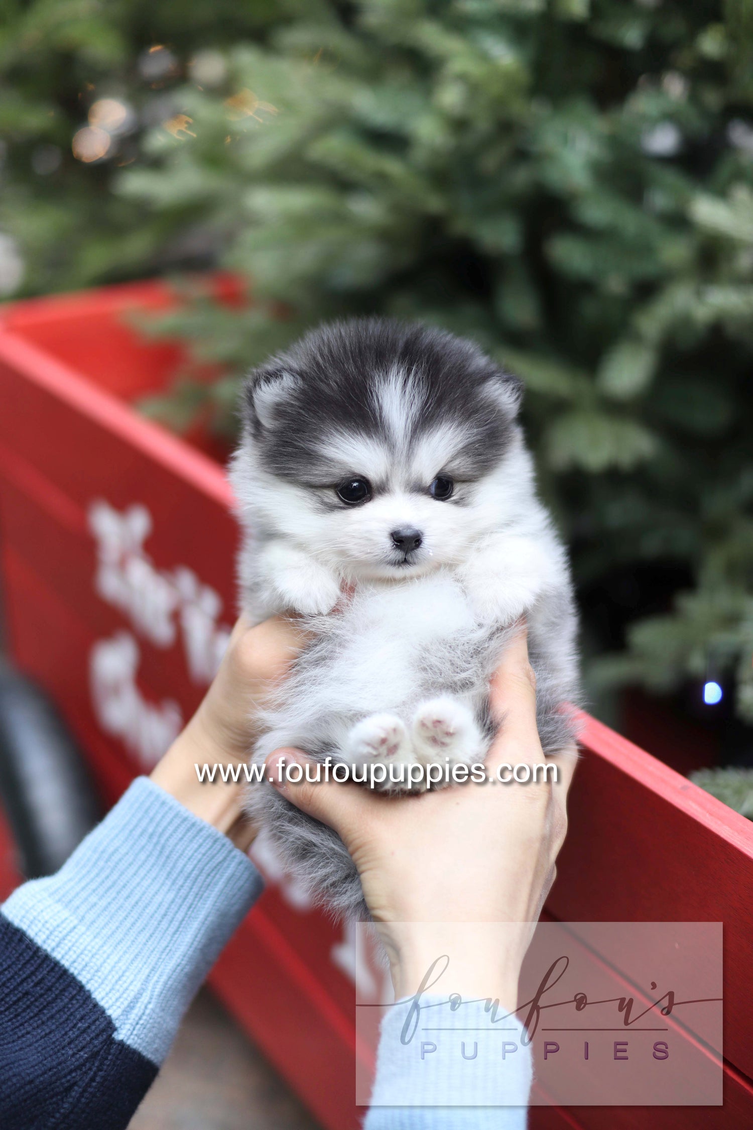 GiGi - Pomsky F.