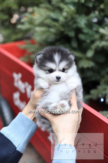 GiGi - Pomsky F.