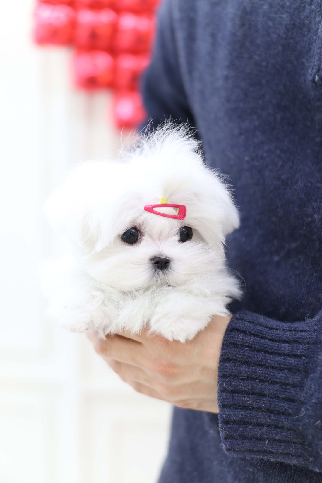 Elle - Maltese F.