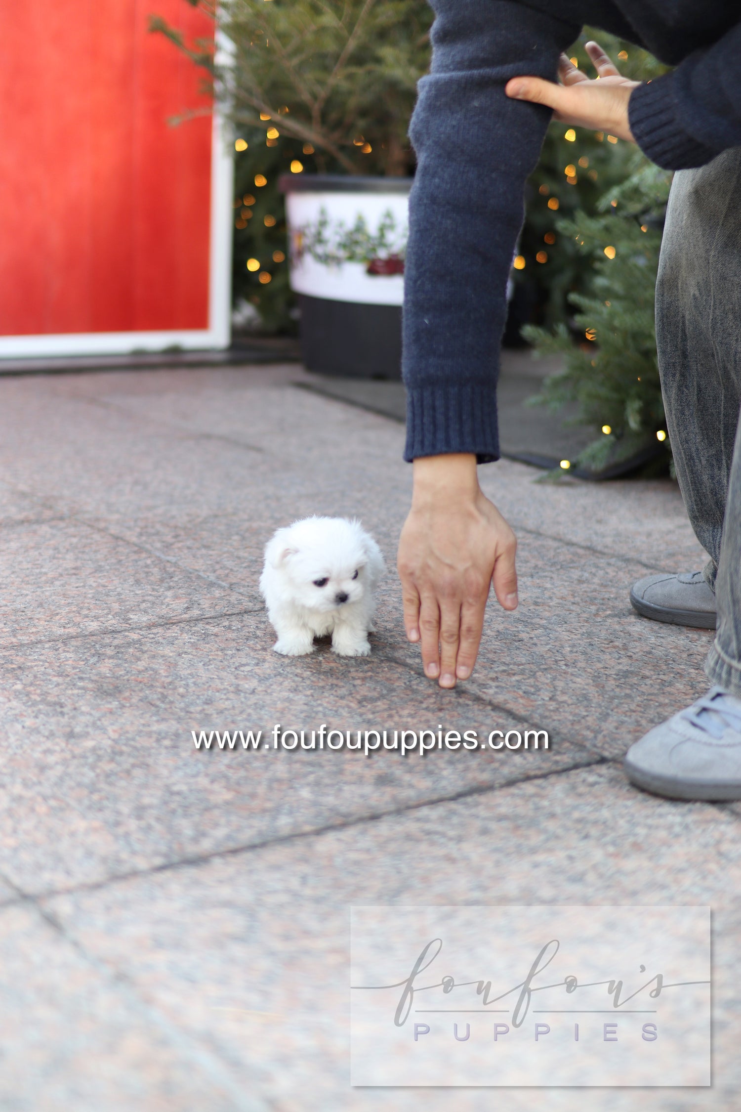 Milly - Maltese F.