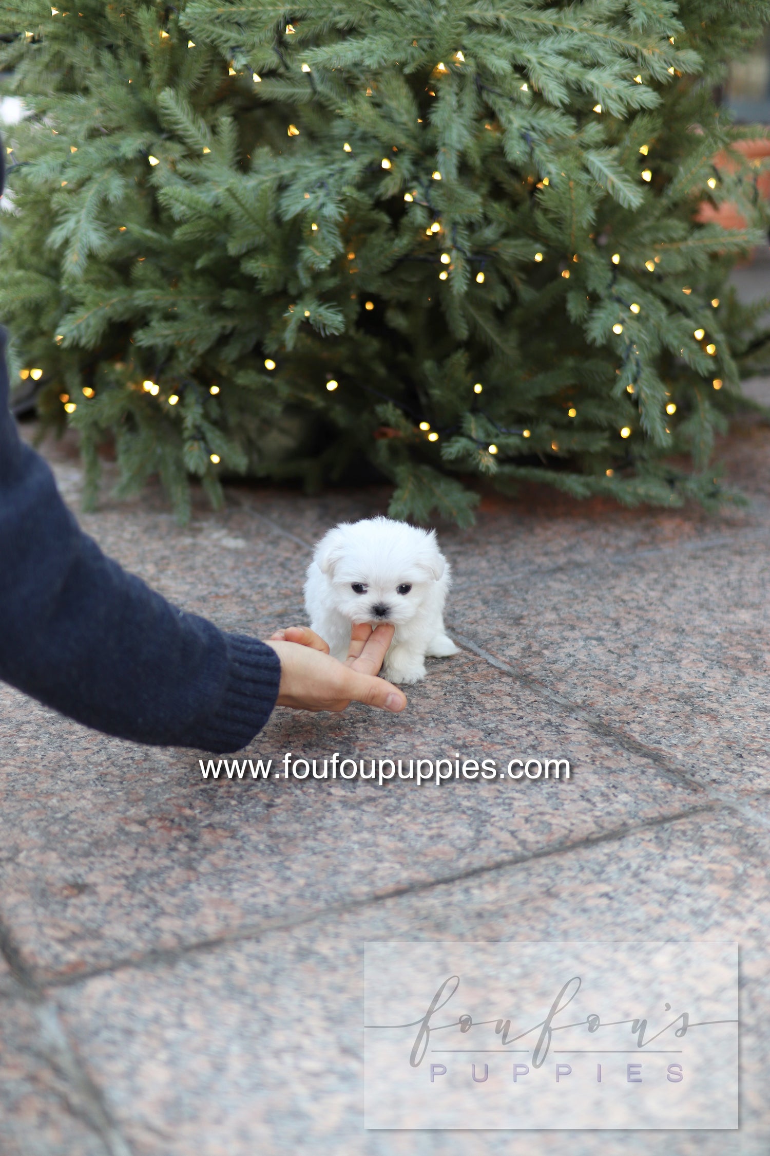 Milly - Maltese F.