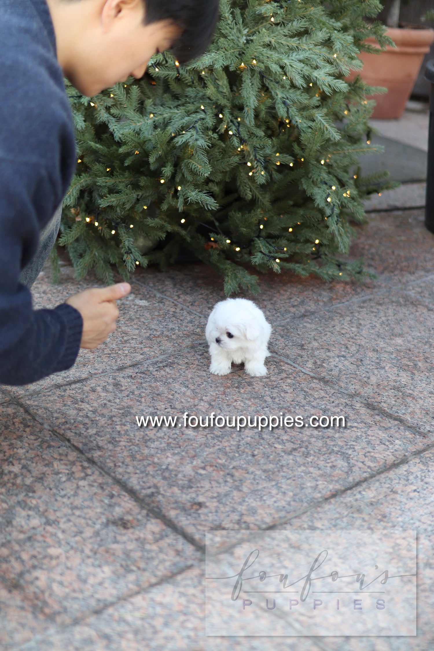 Milly - Maltese F.