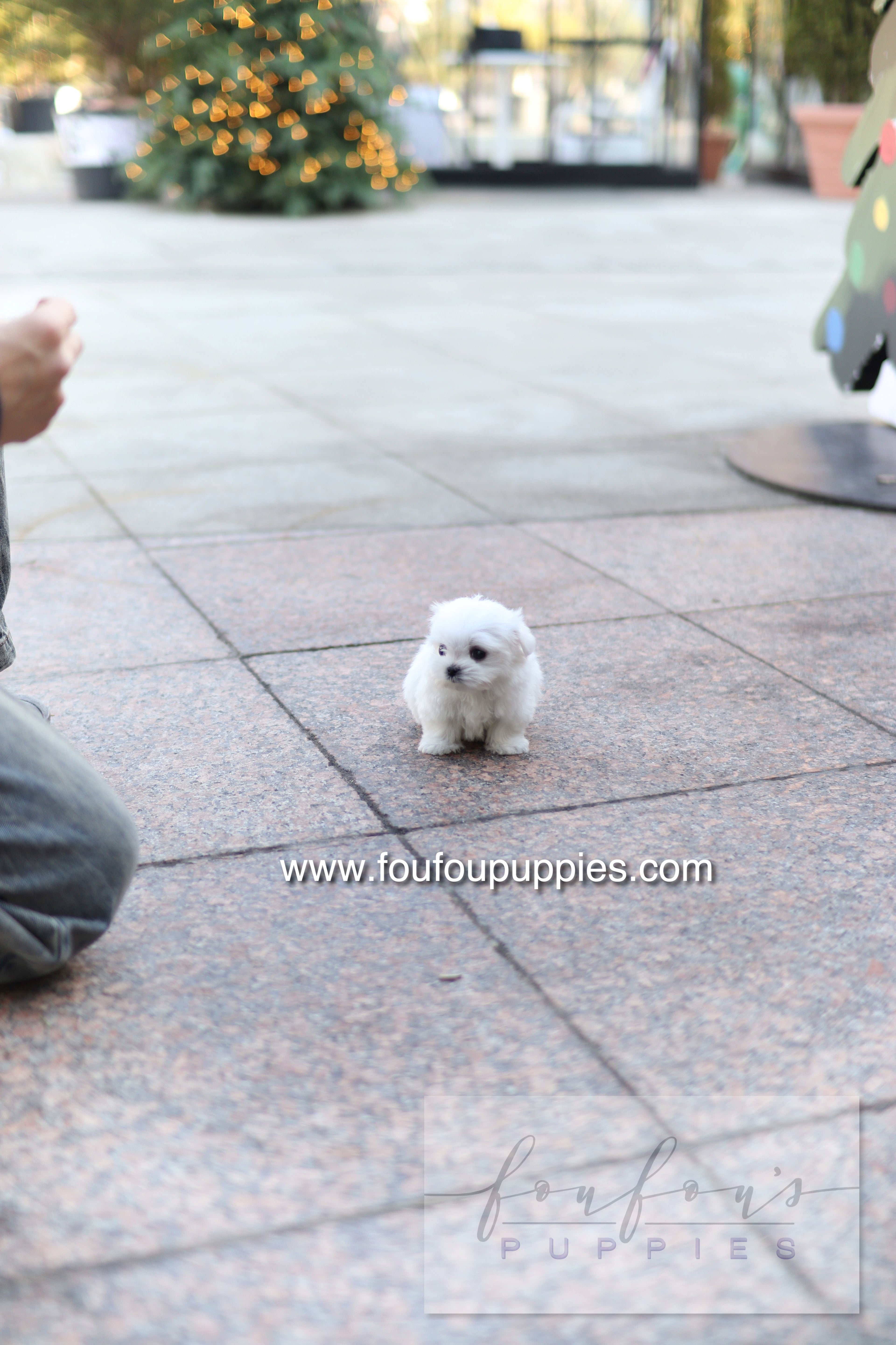 Milly - Maltese F.