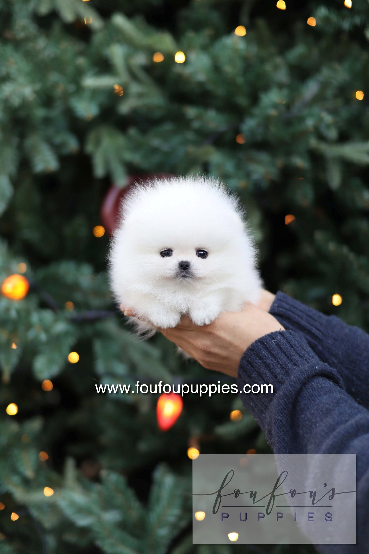 Noémie - Pomeranian F.