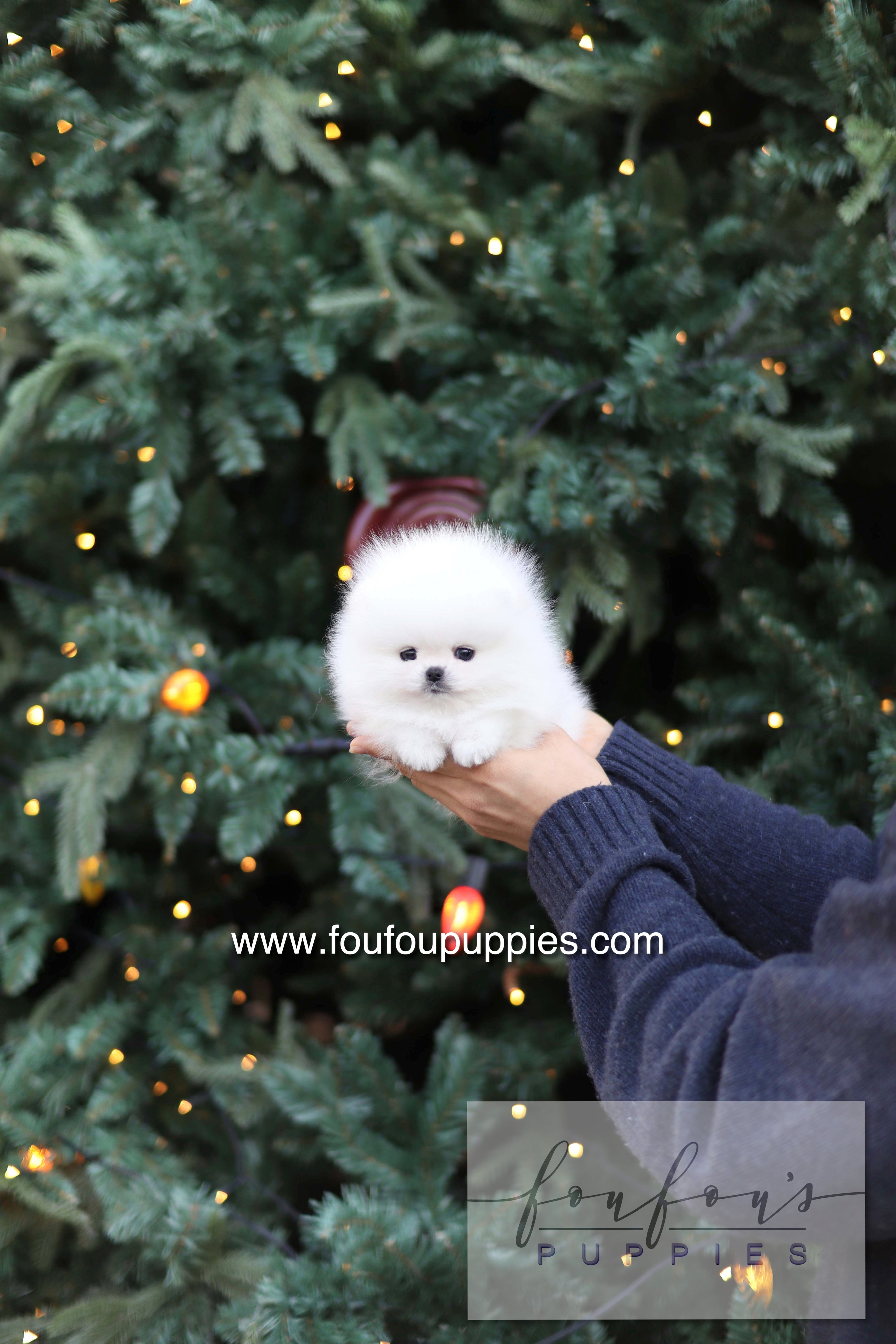 Noémie - Pomeranian F.