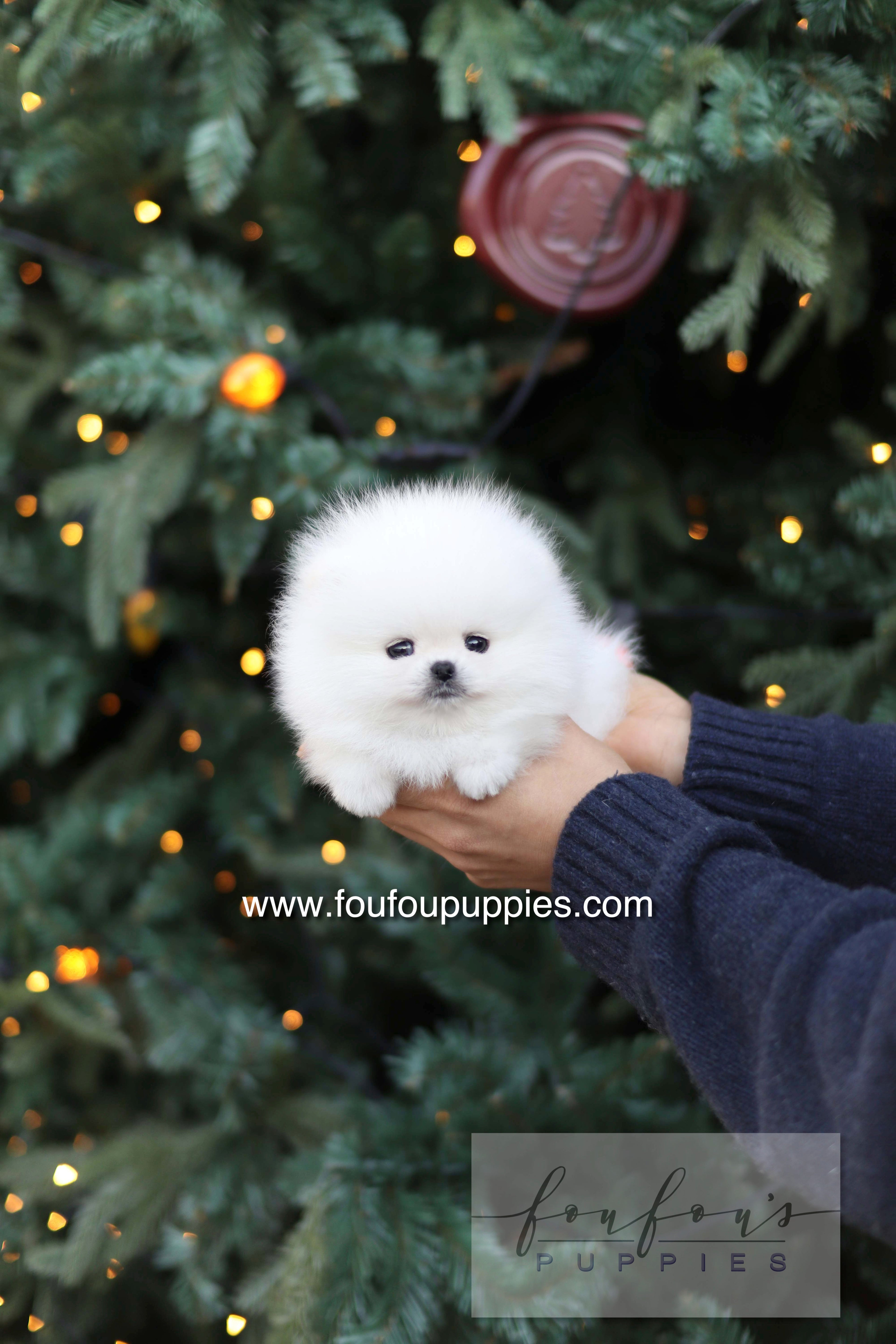 Noémie - Pomeranian F.