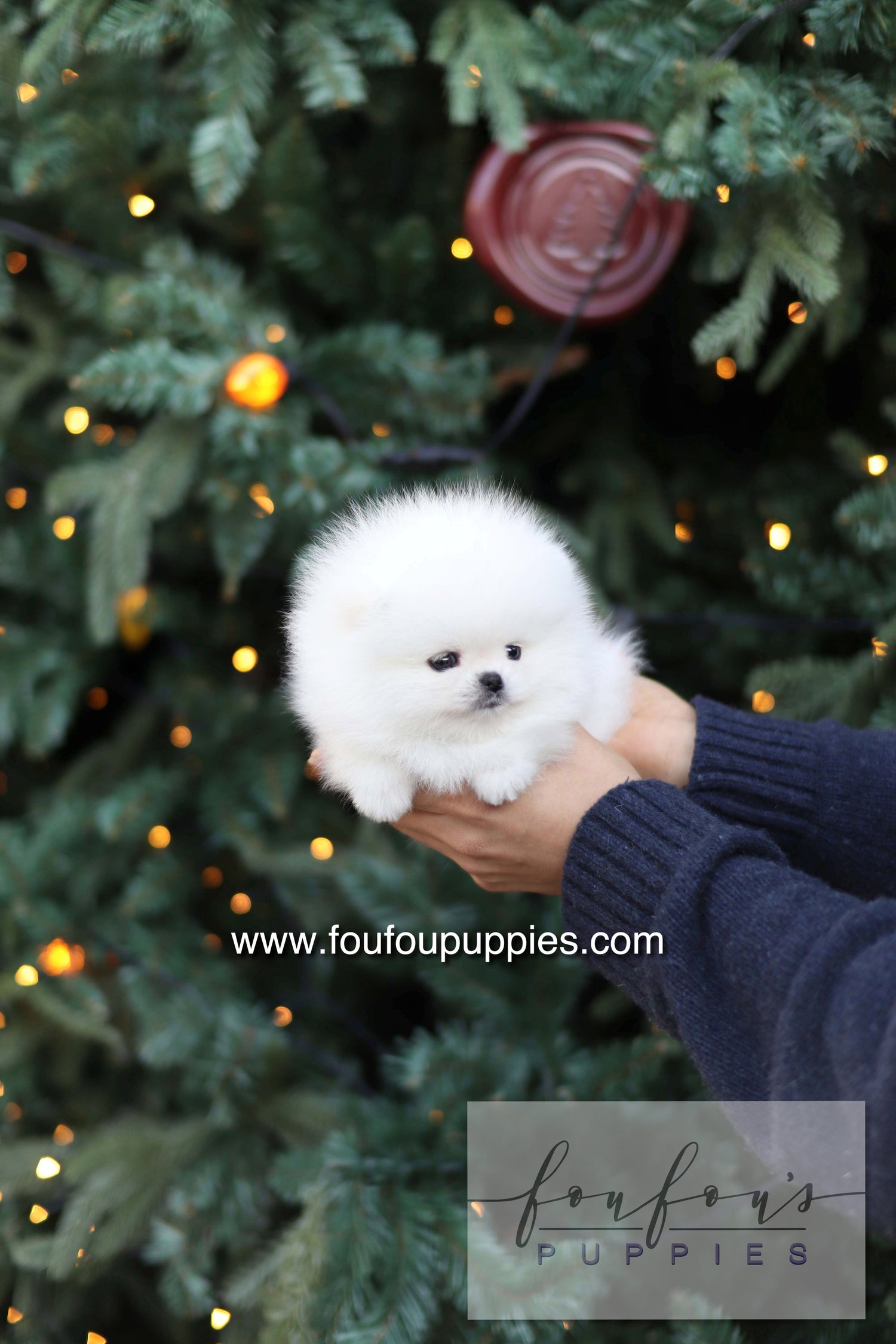 Noémie - Pomeranian F.