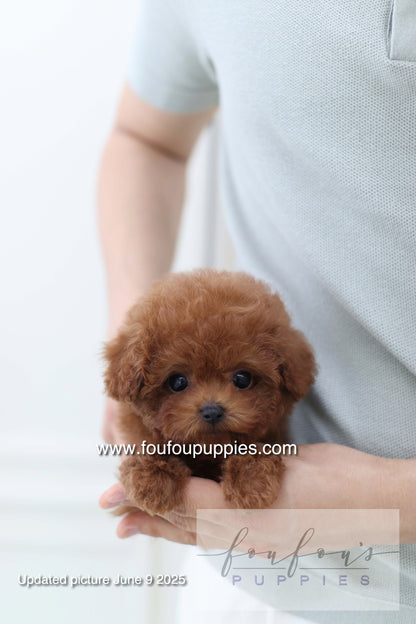 Koni - Poodle M.