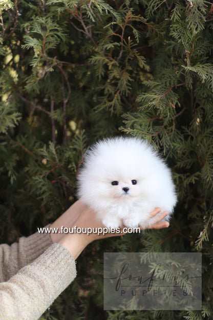 Ace - Pomeranian M.