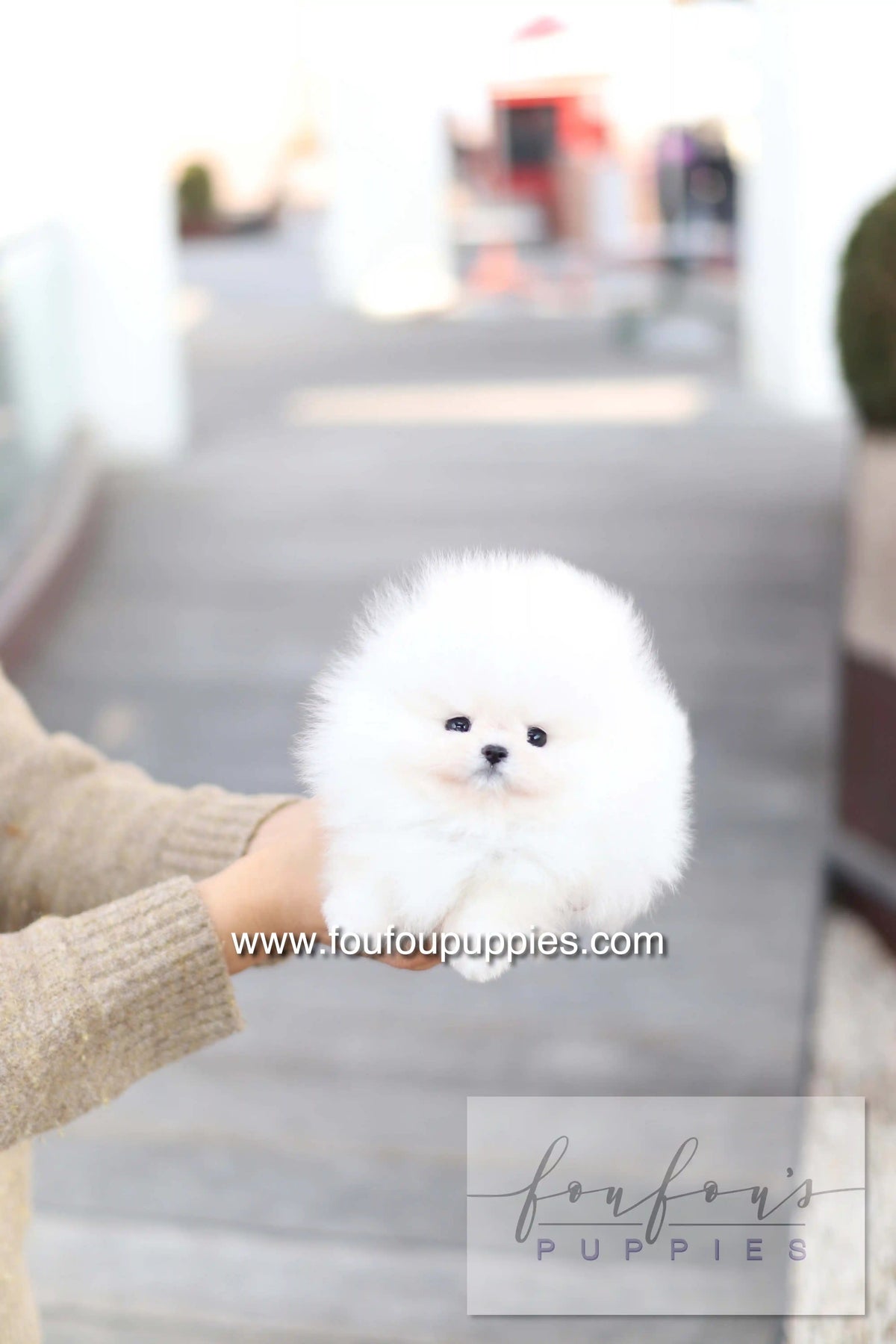 A fluffy white Pomeranian puppy being held in a person&