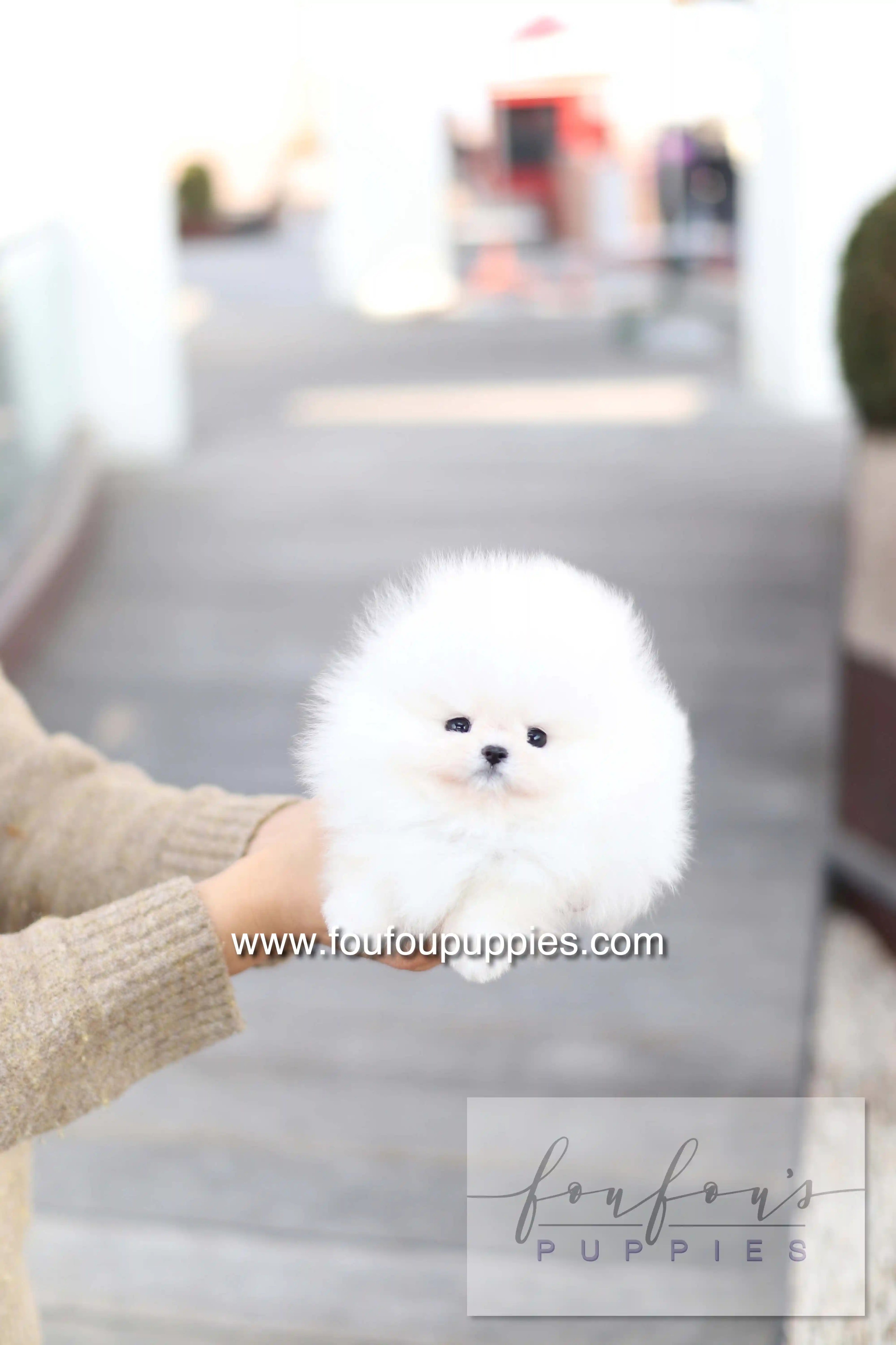 A fluffy white Pomeranian puppy being held in a person&