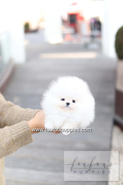 A fluffy white Pomeranian puppy being held in a person&
