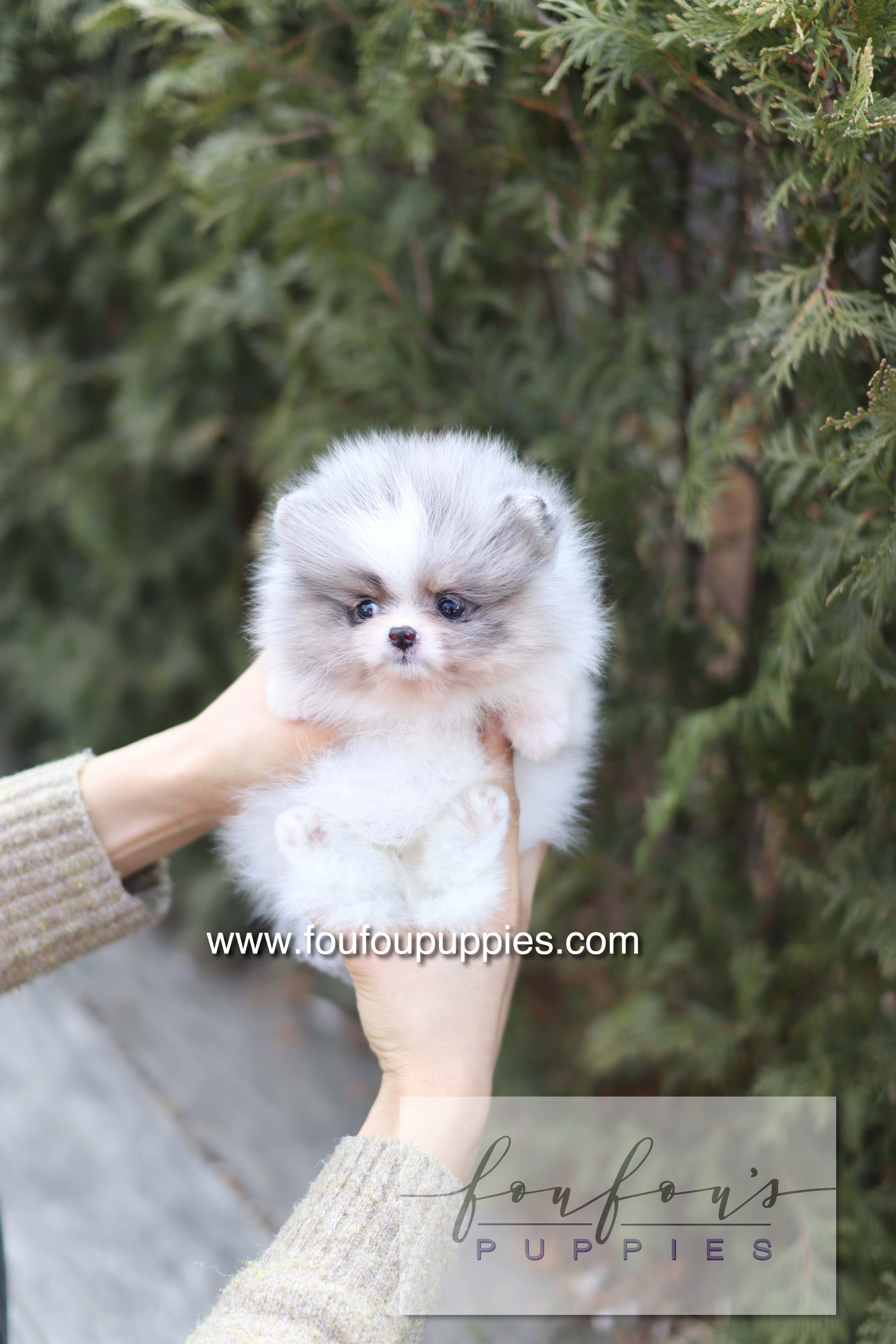 Mae - Pomeranian F.