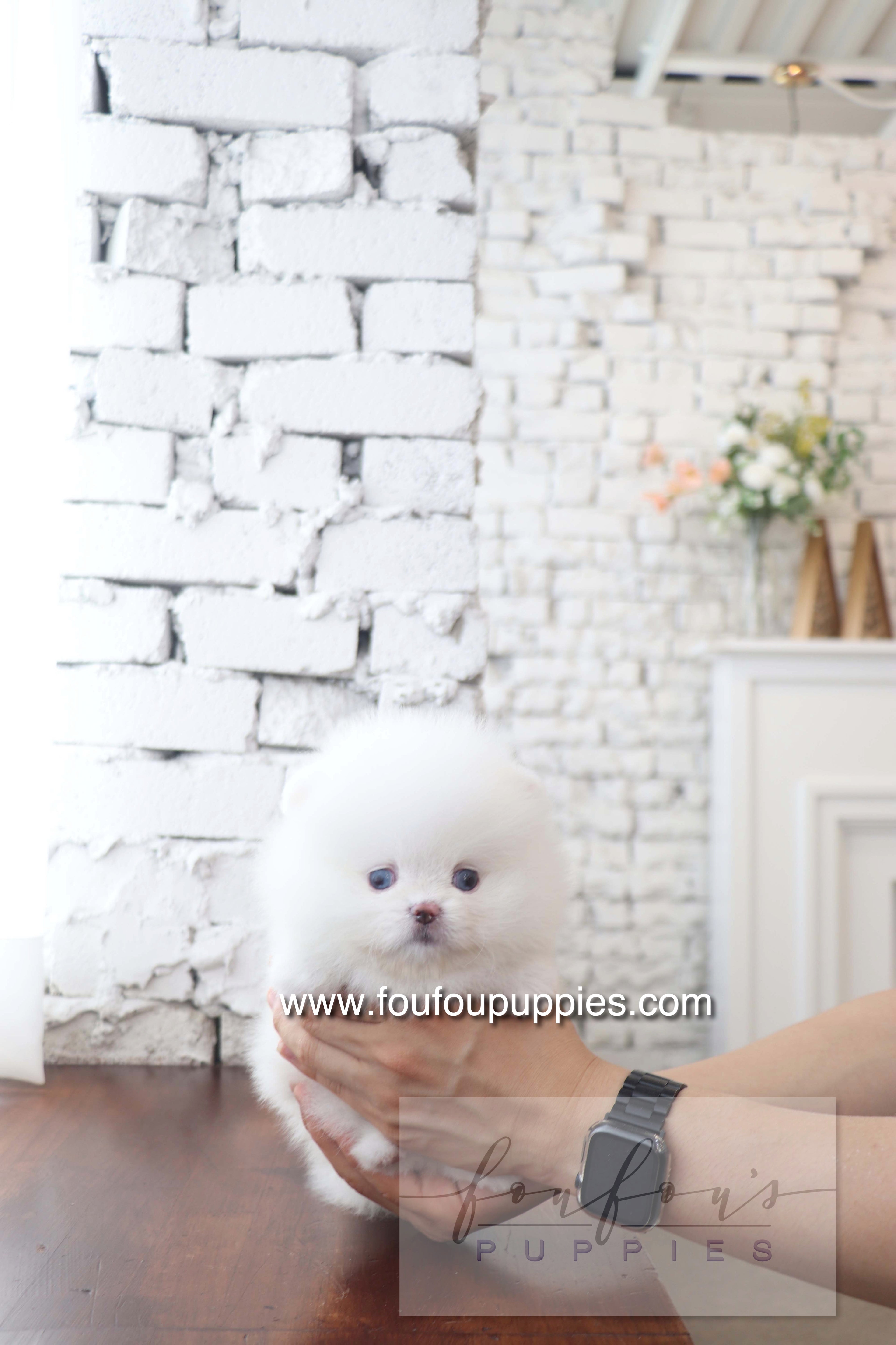 Nargil - Pomeranian M. (Blue eyes)