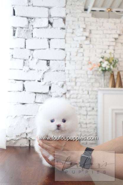 Nargil - Pomeranian M. (Blue eyes)