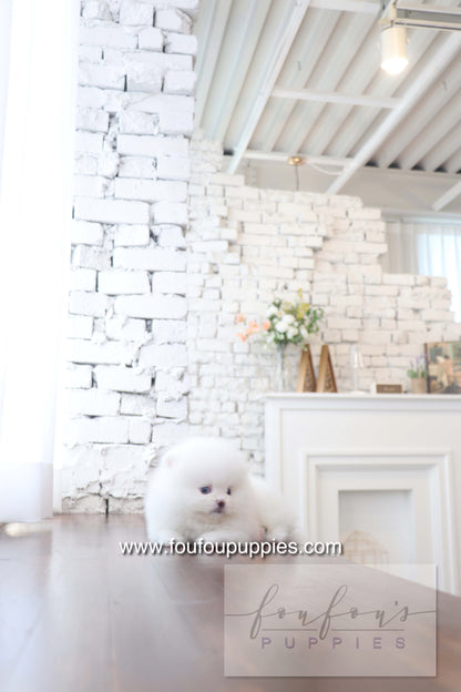 Nargil - Pomeranian M. (Blue eyes)