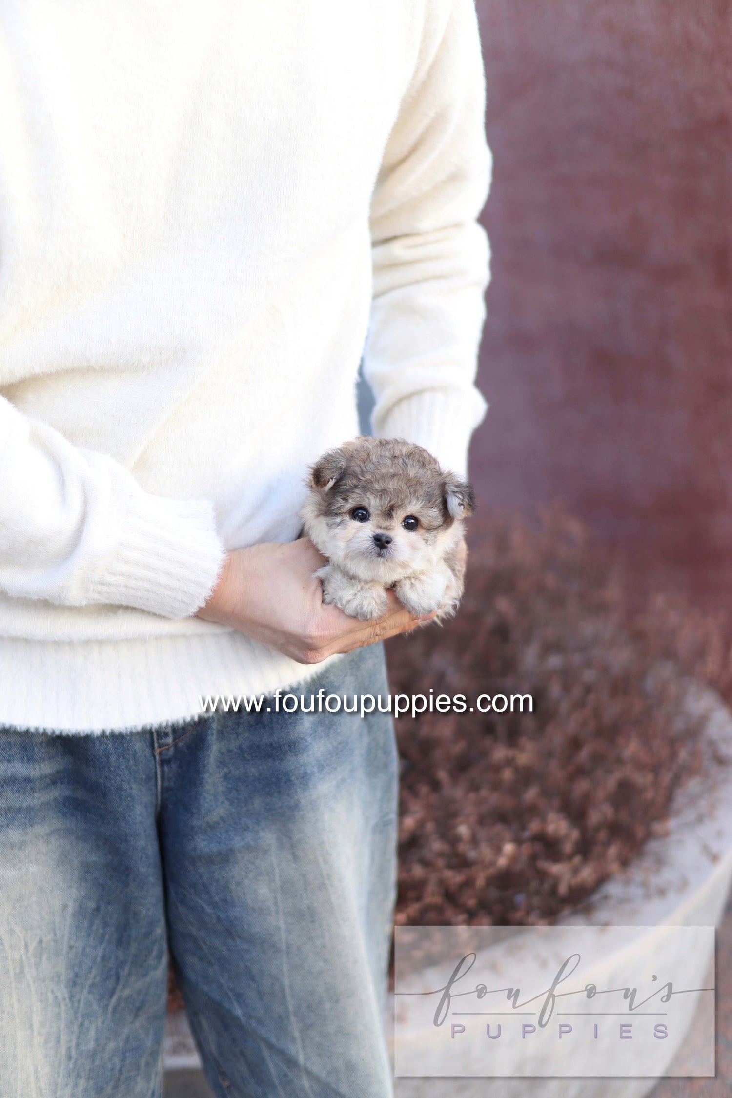 Atlas - Maltipoo M.