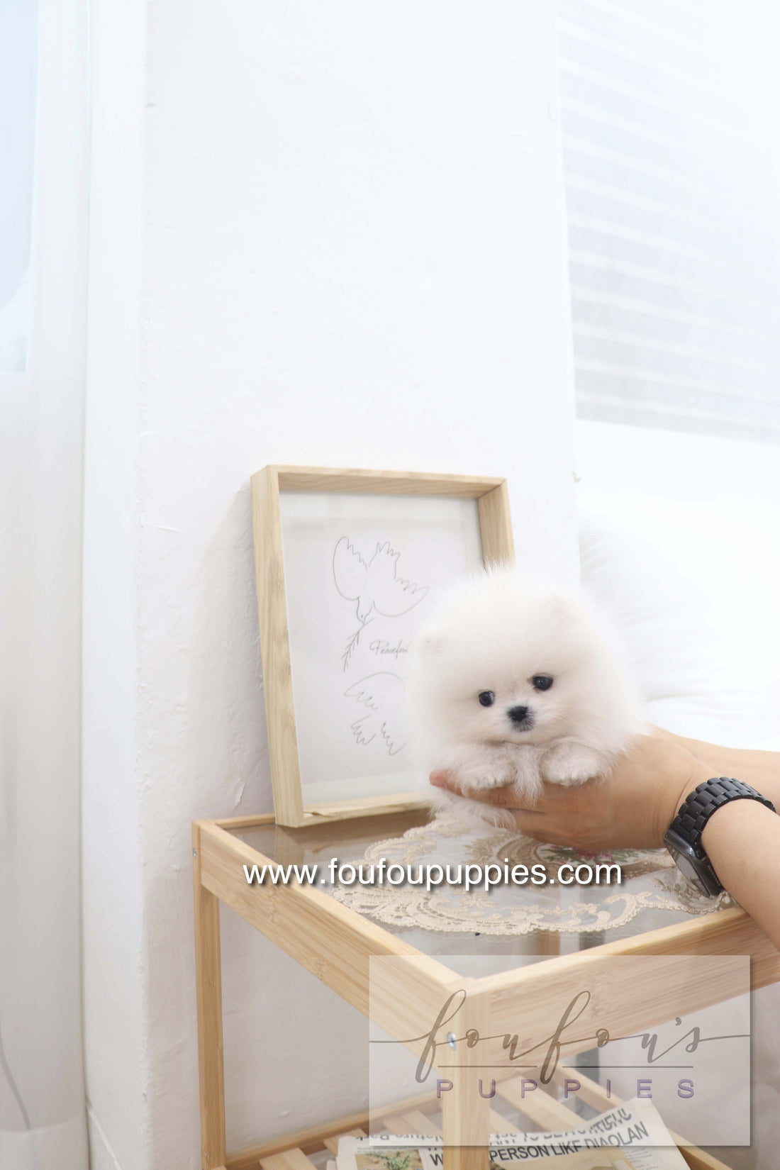 Deebo - Pomeranian M.