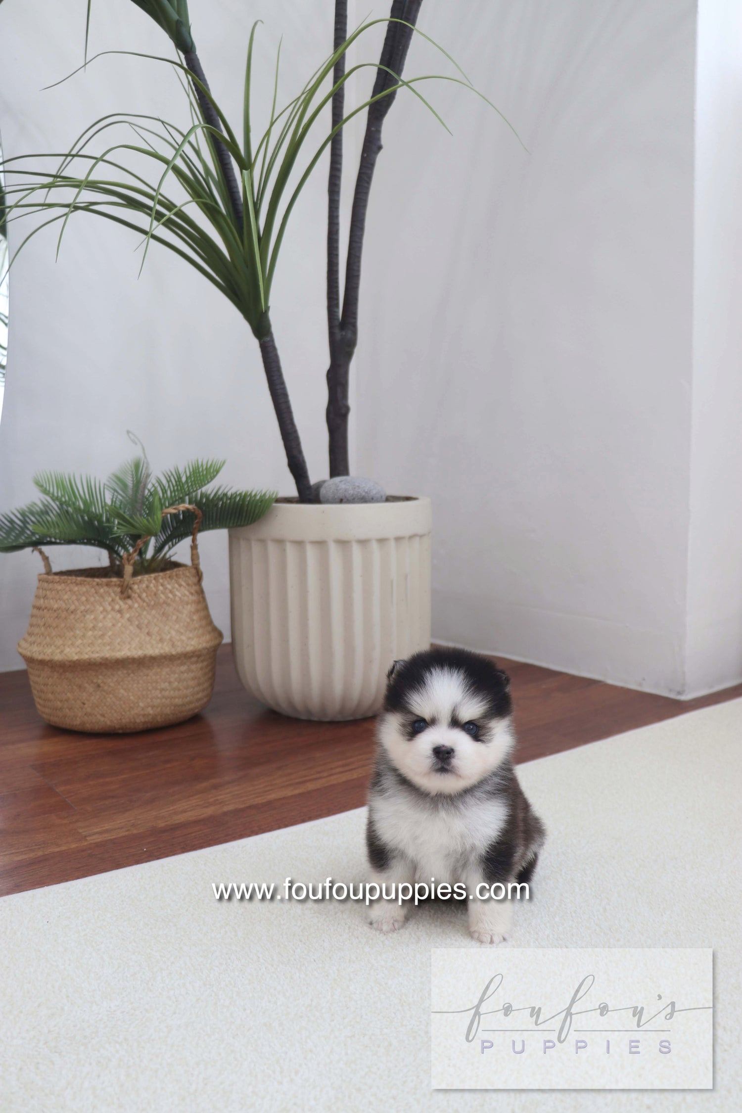 Gage - Pomsky M.