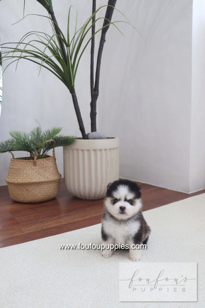 Gage - Pomsky M.