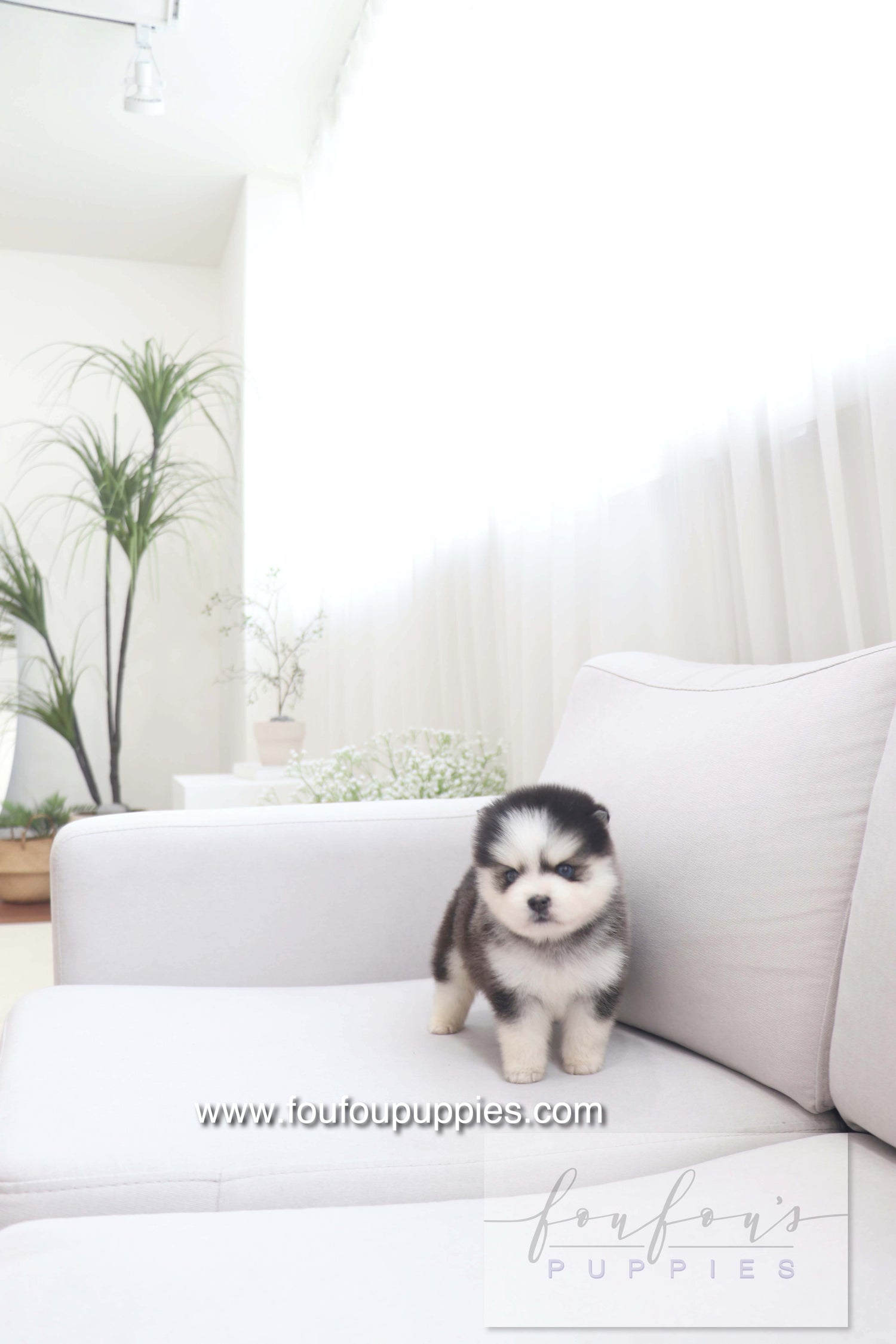 Gage - Pomsky M.