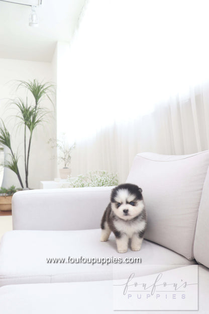 Gage - Pomsky M.