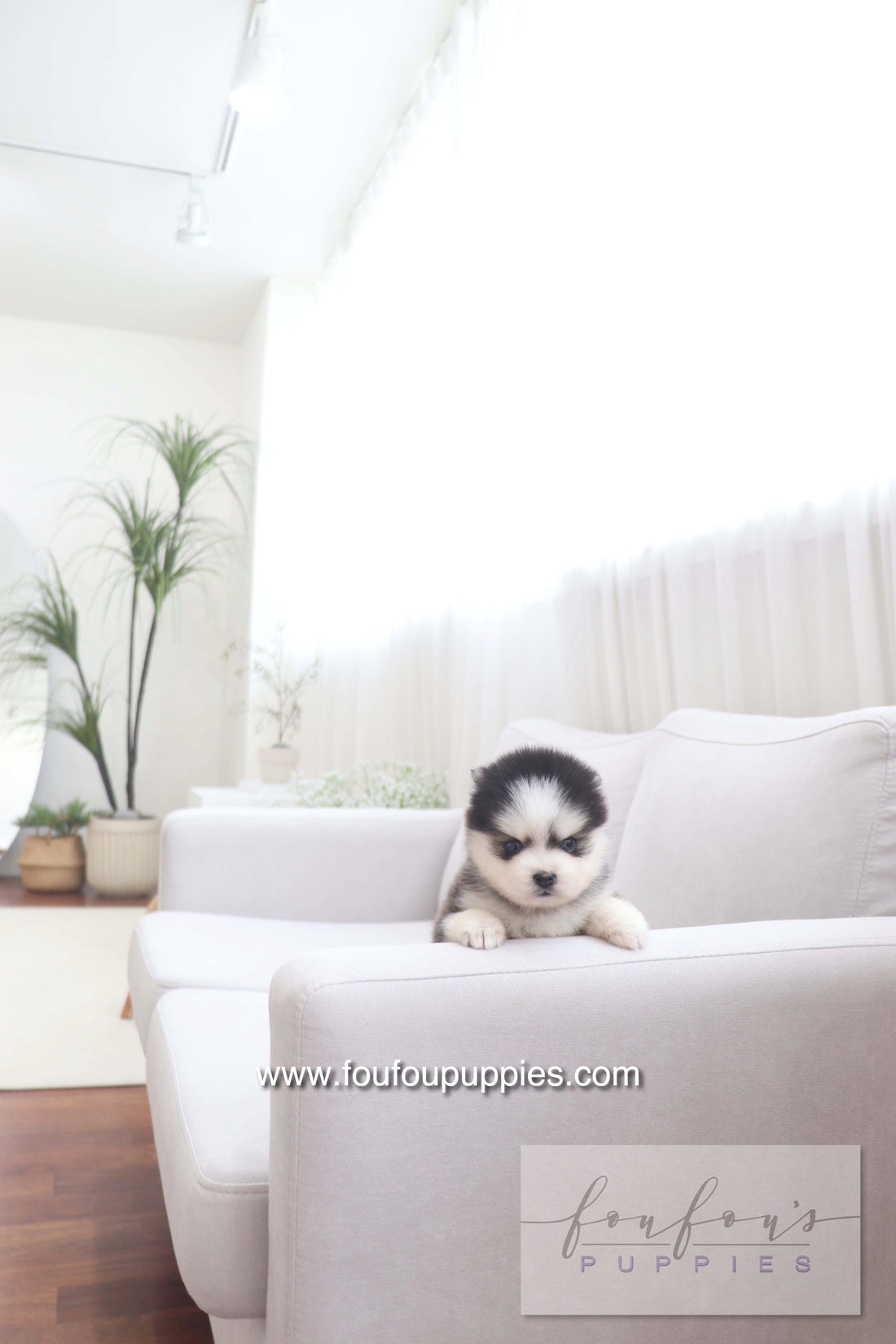 Gage - Pomsky M.
