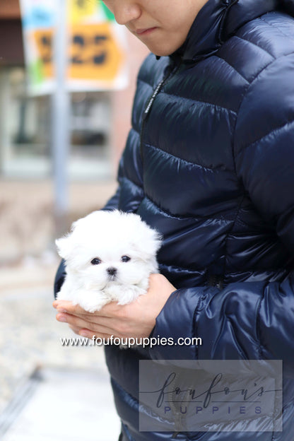 Milly - Maltese F.