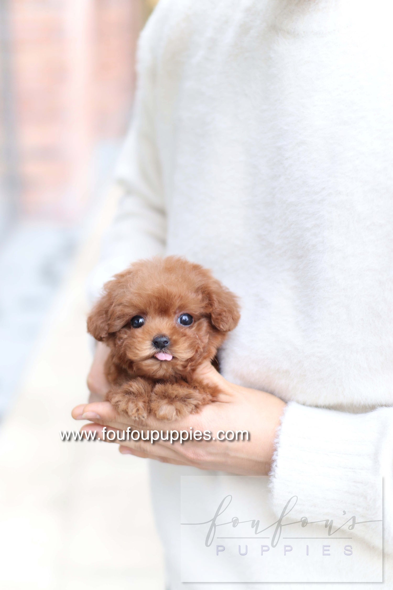 Amore - Poodle F. - RESERVED