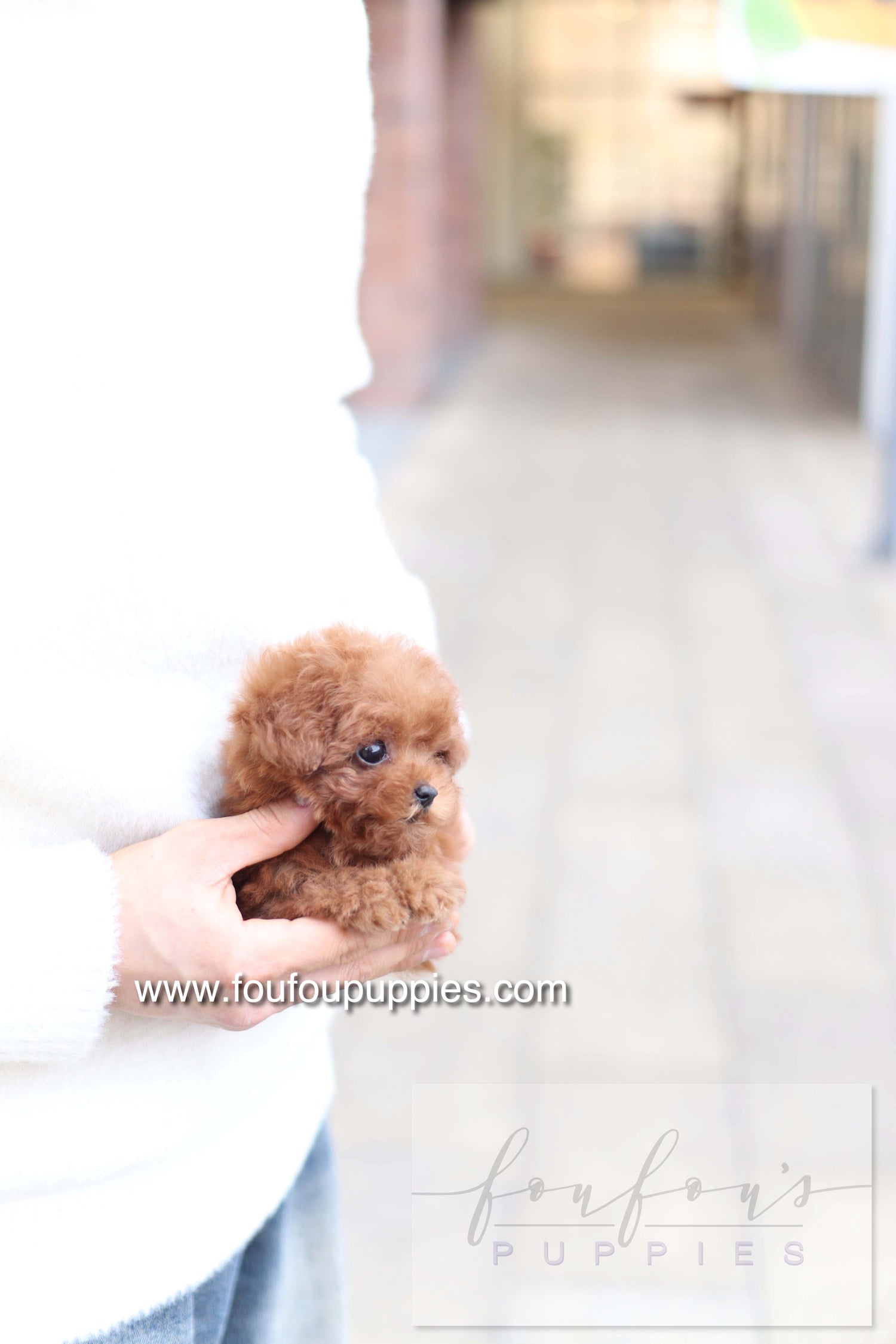 Amore - Poodle F. - RESERVED