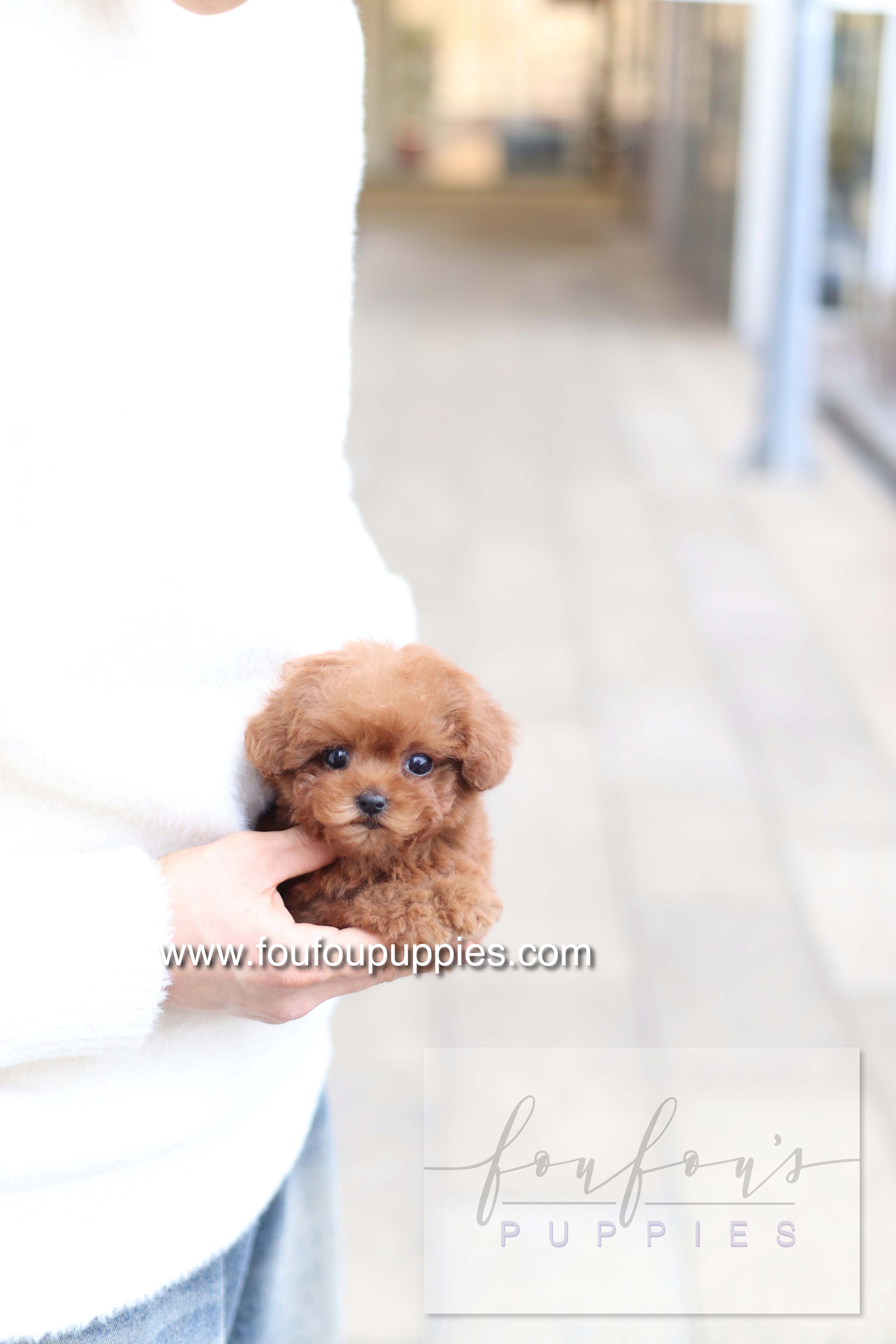 Amore - Poodle F. - RESERVED