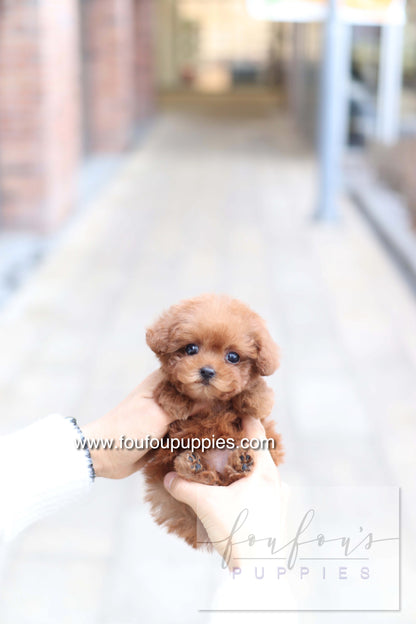 Amore - Poodle F. - RESERVED