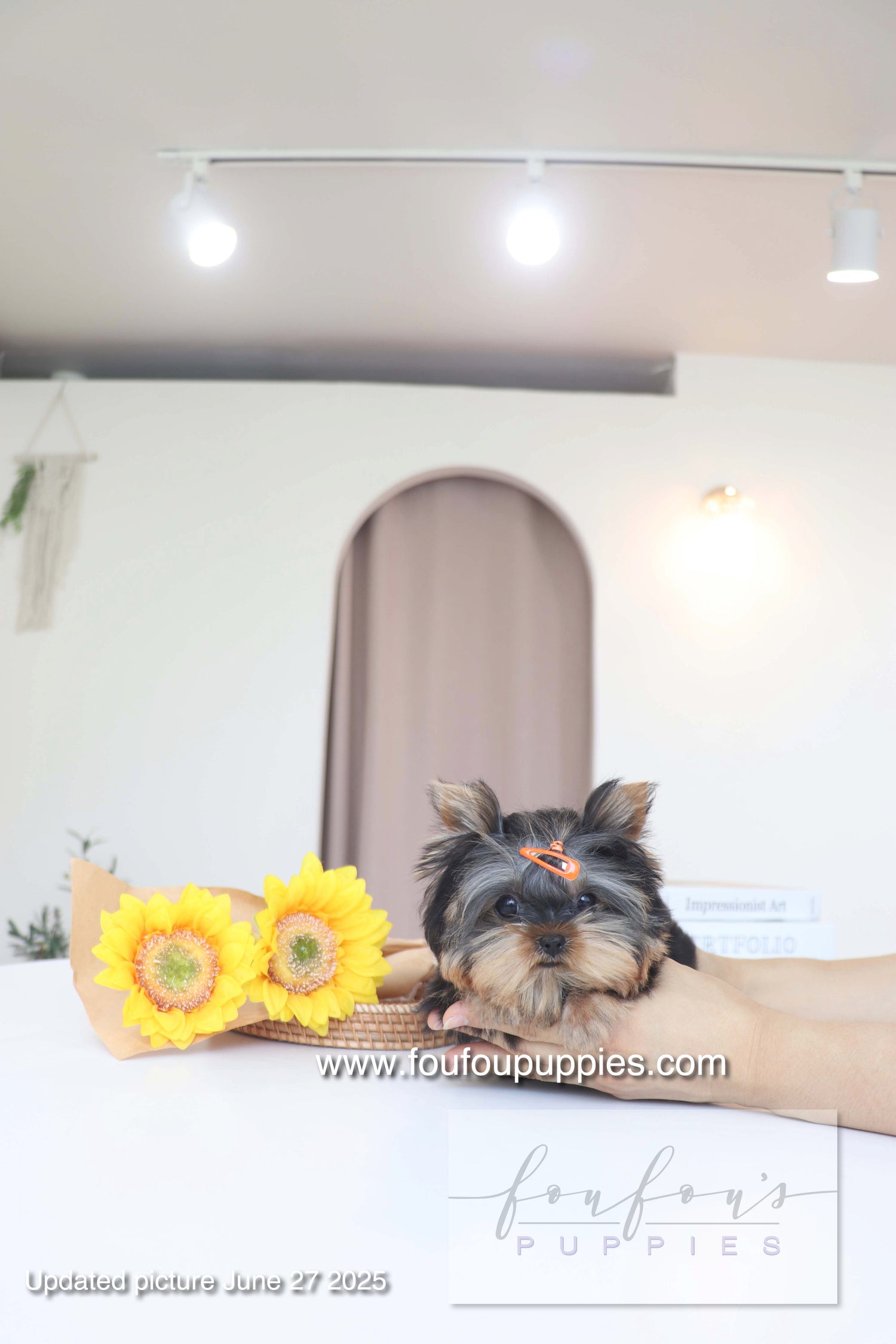 Milo - Yorkshire Terrier M.