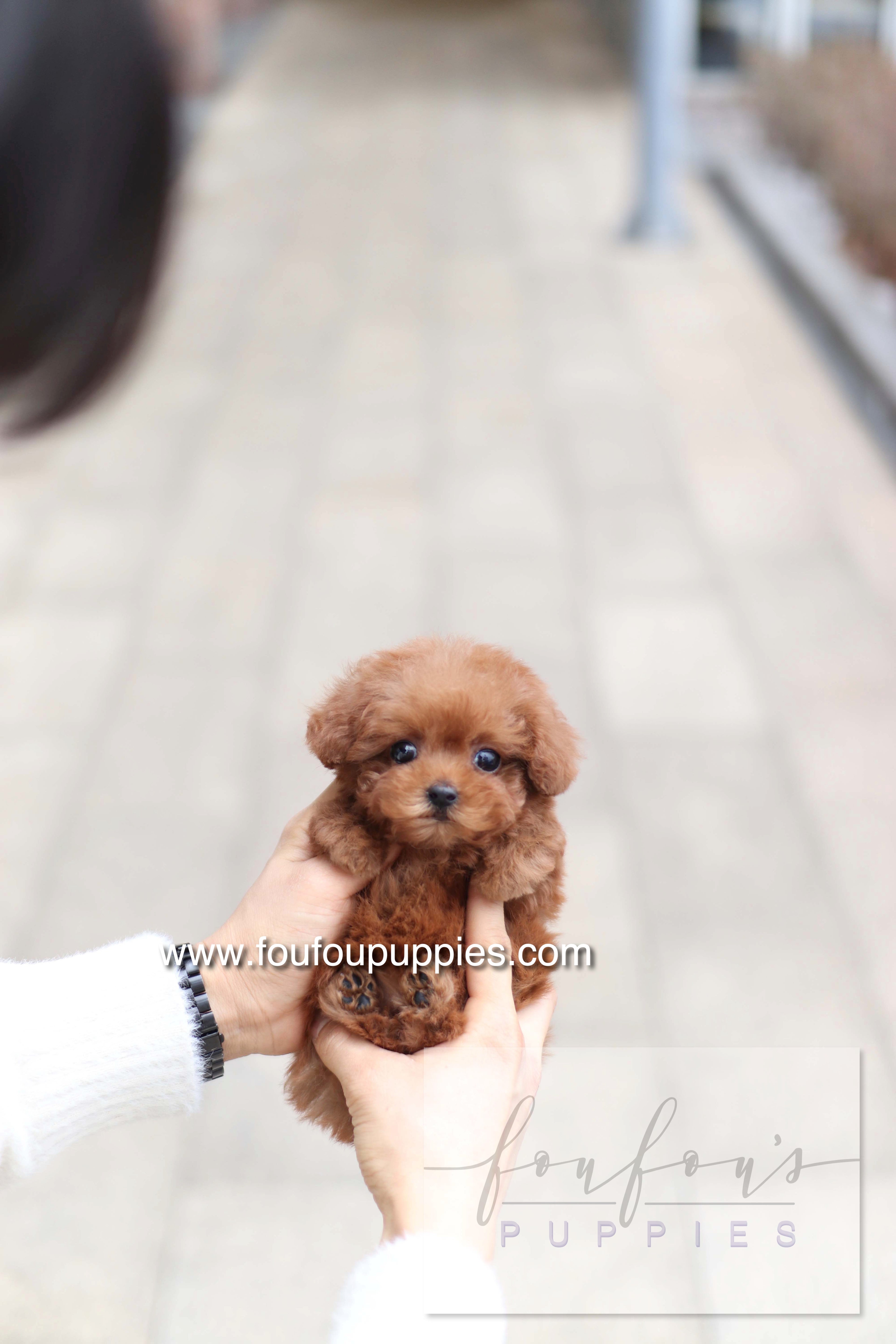 Amore - Poodle F. - RESERVED