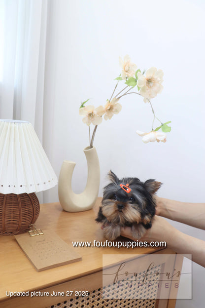 Milo - Yorkshire Terrier M.