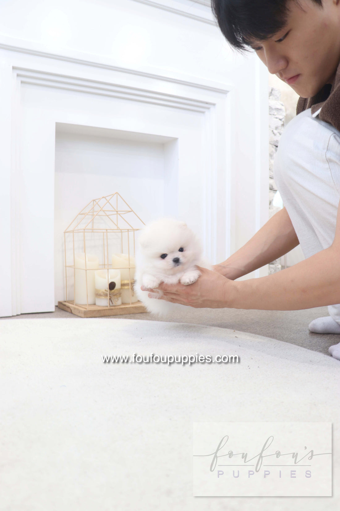 BooBear - Pomeranian M.