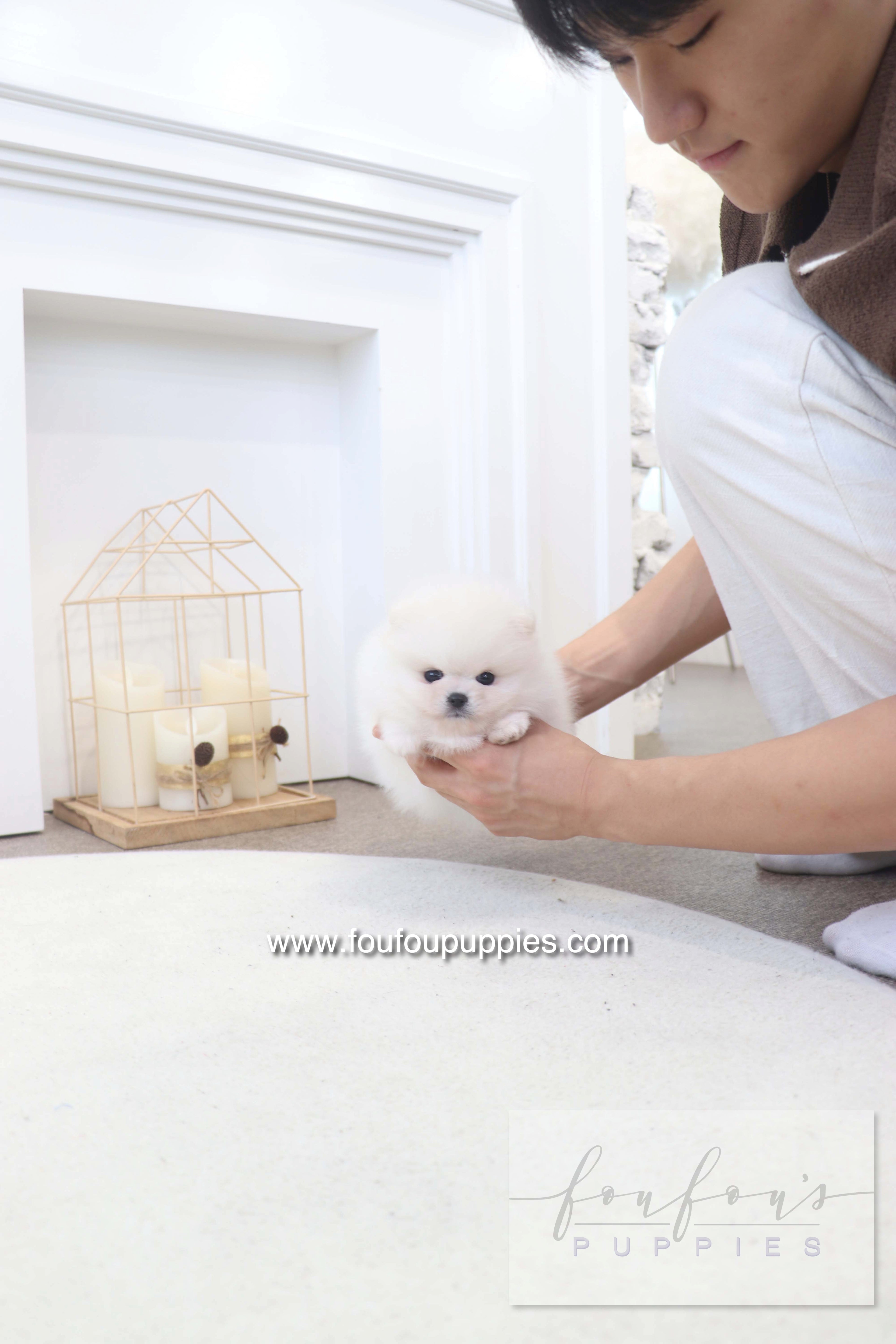 BooBear - Pomeranian M.