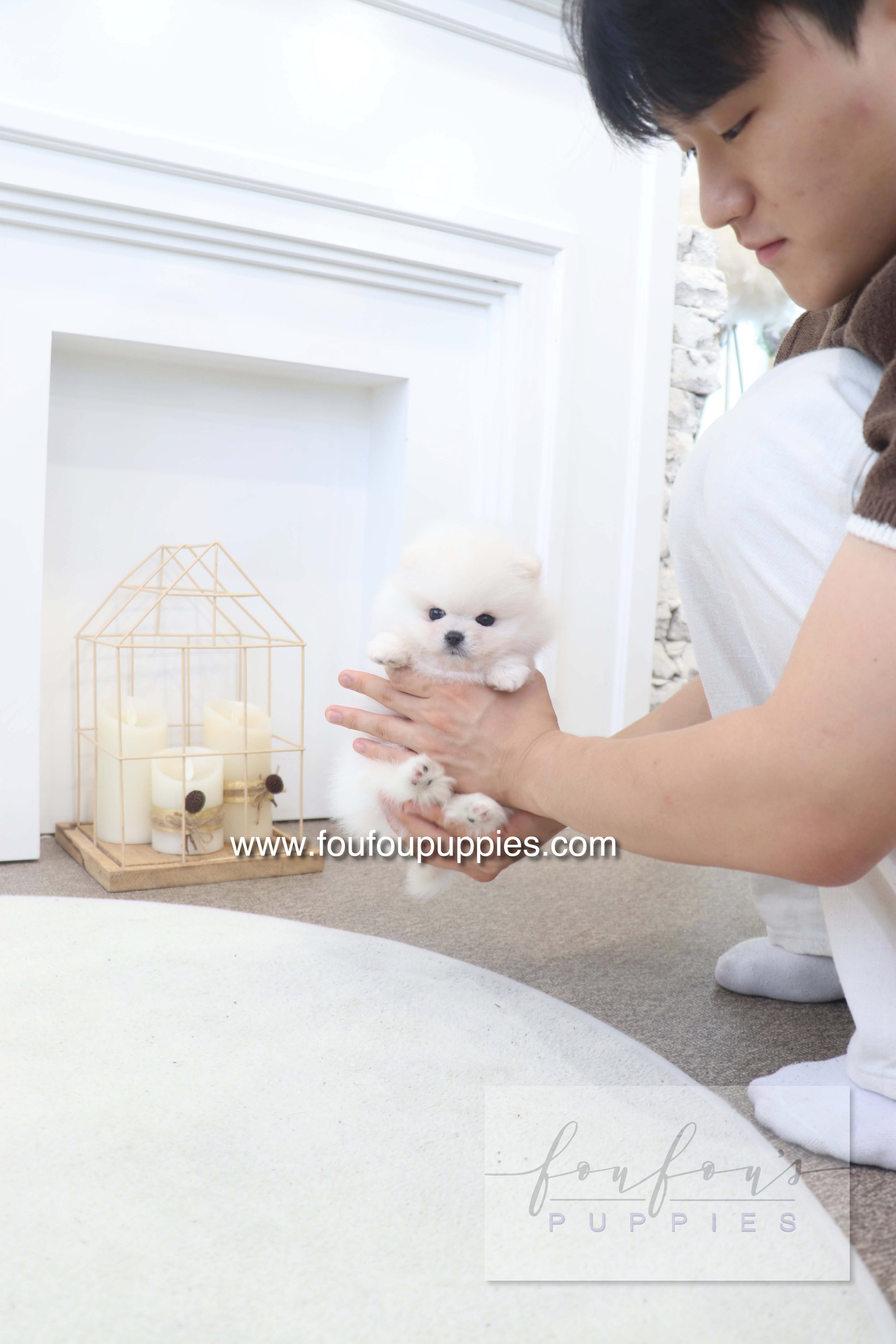 BooBear - Pomeranian M.