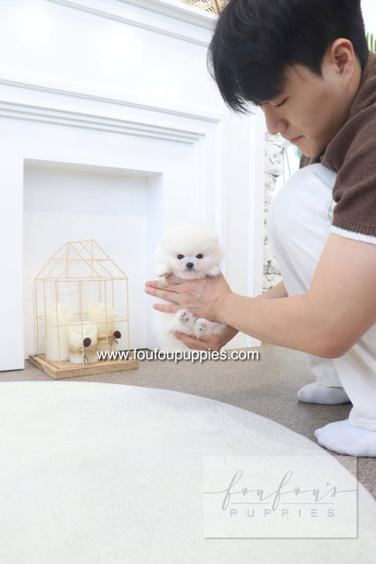 BooBear - Pomeranian M.