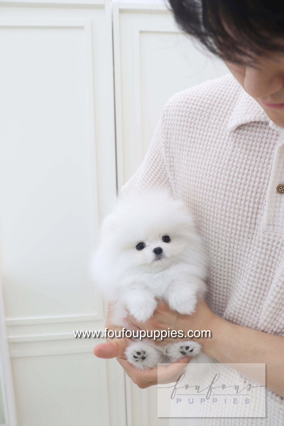 Lala - Pomeranian F.