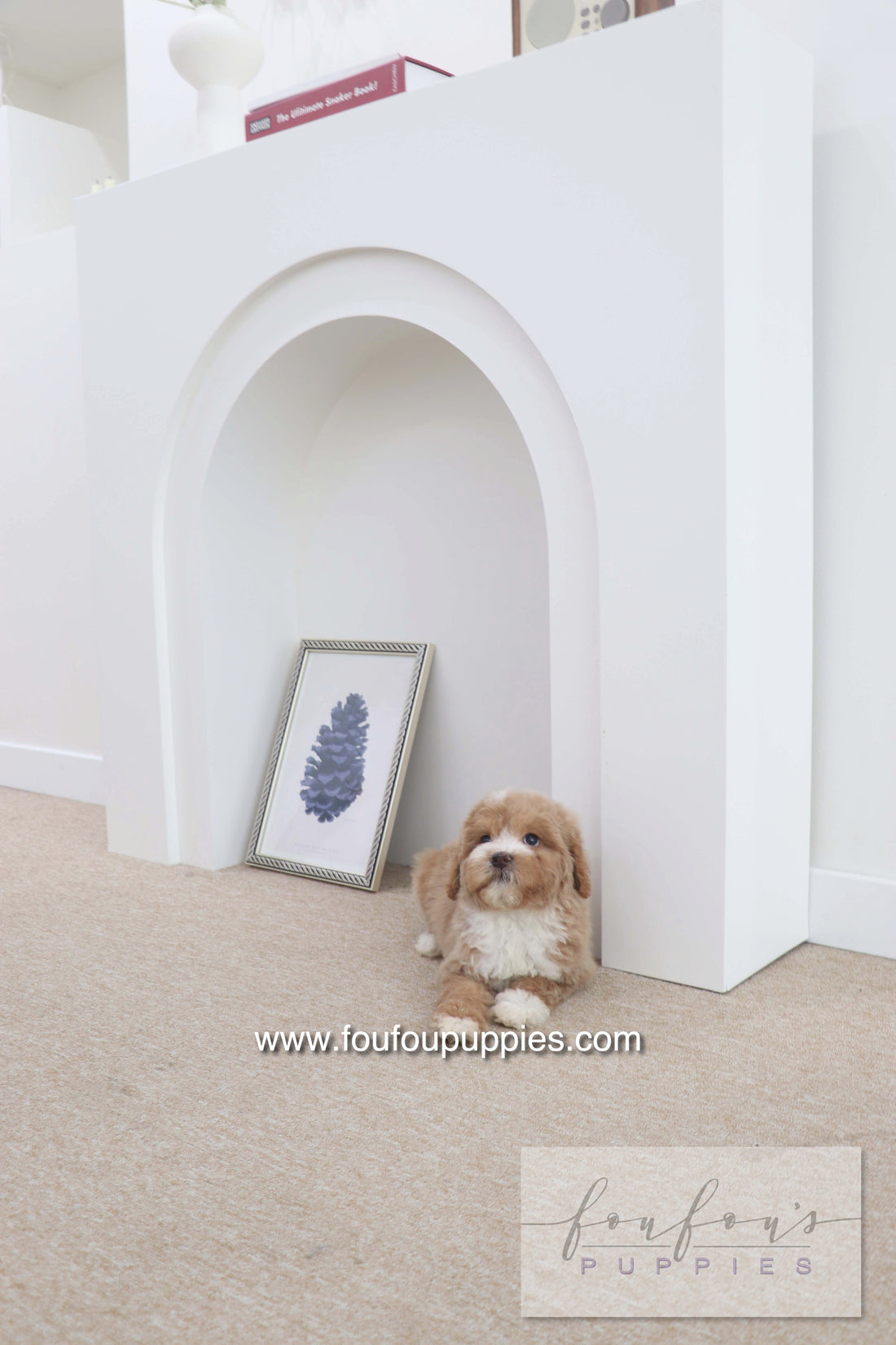 Peaches - Golden Doodle F.