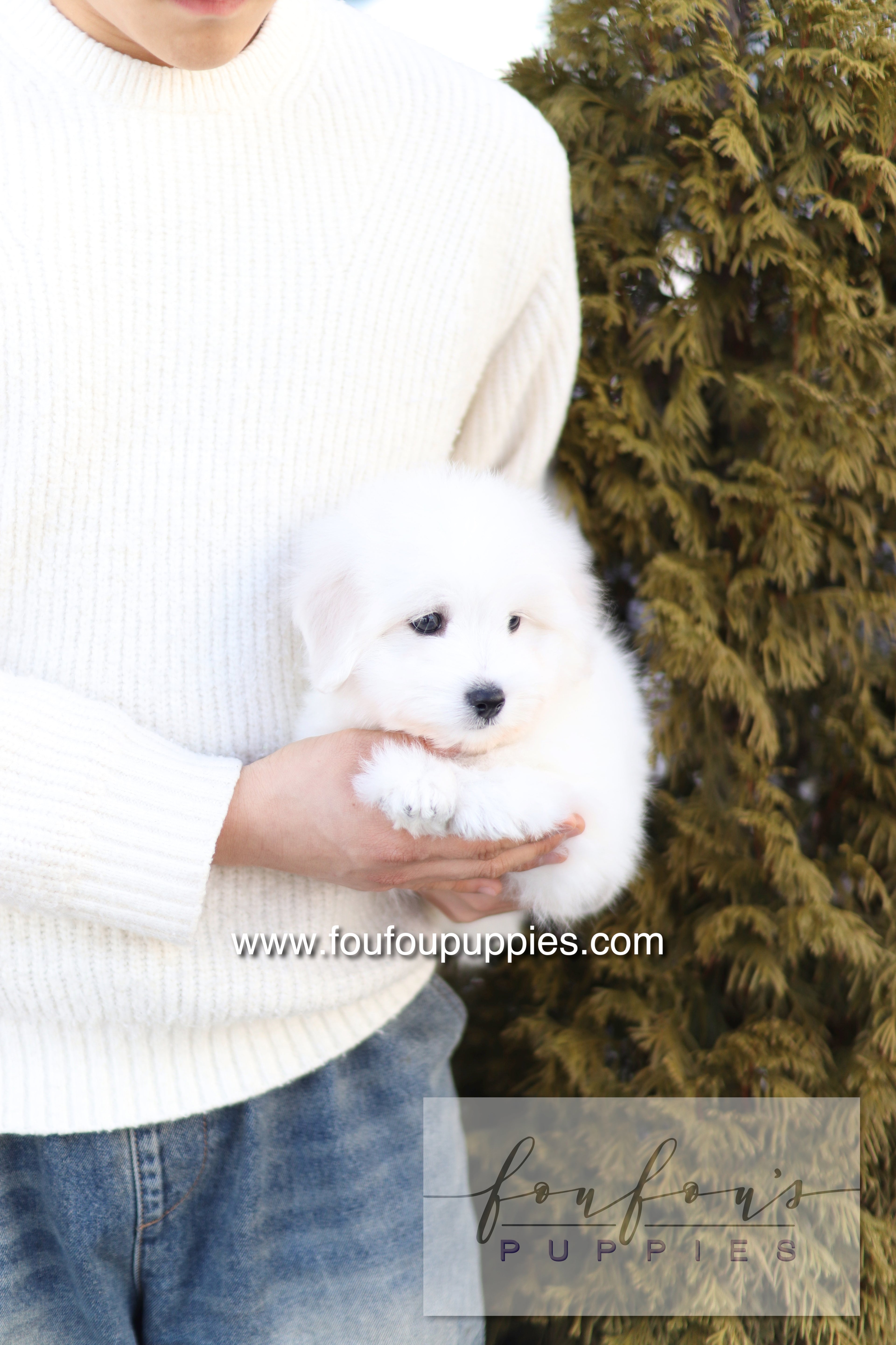 Ruben - Cotton de Tulear M.