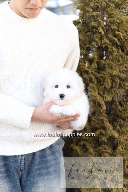 Ruben - Cotton de Tulear M.