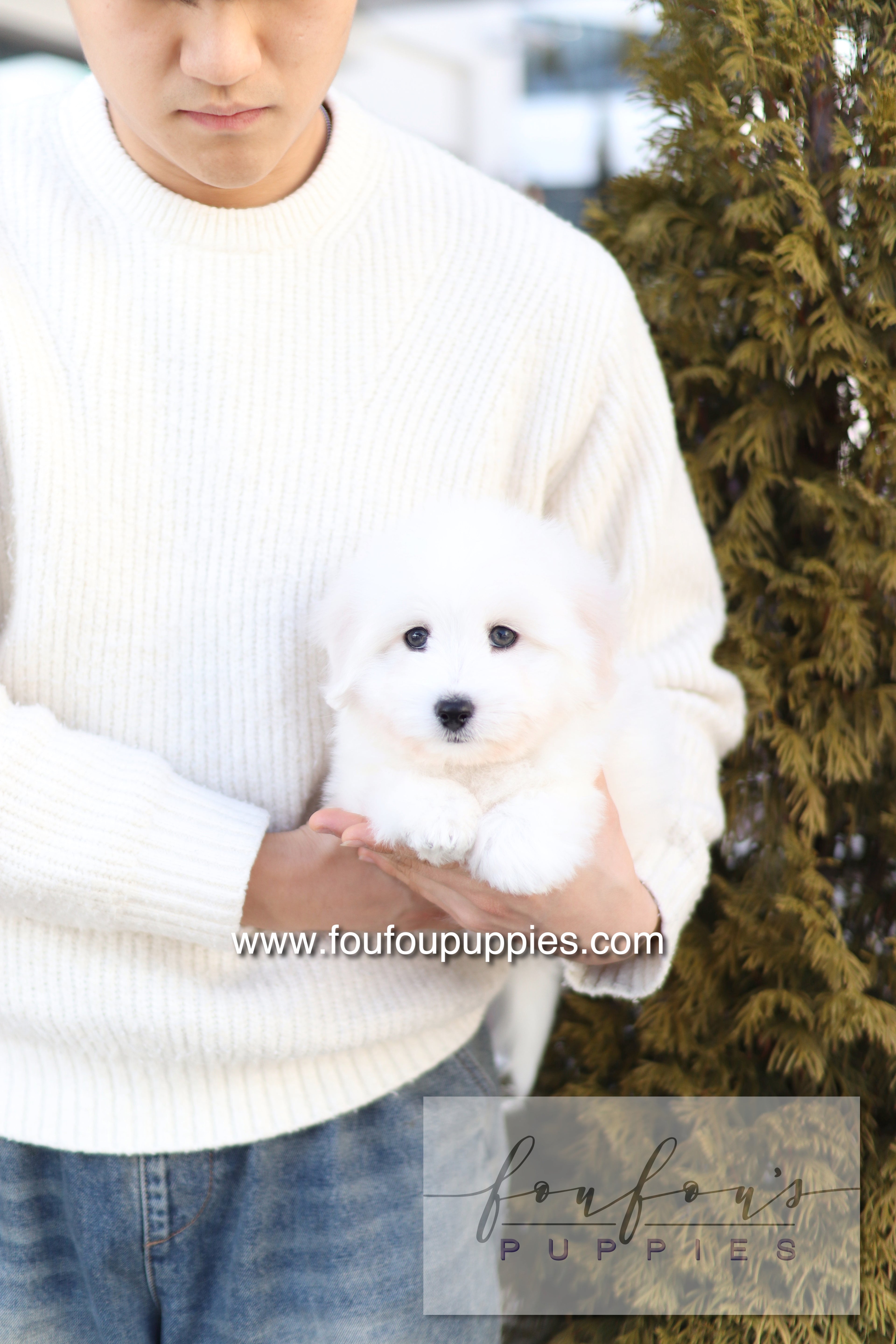 Ruben - Cotton de Tulear M.