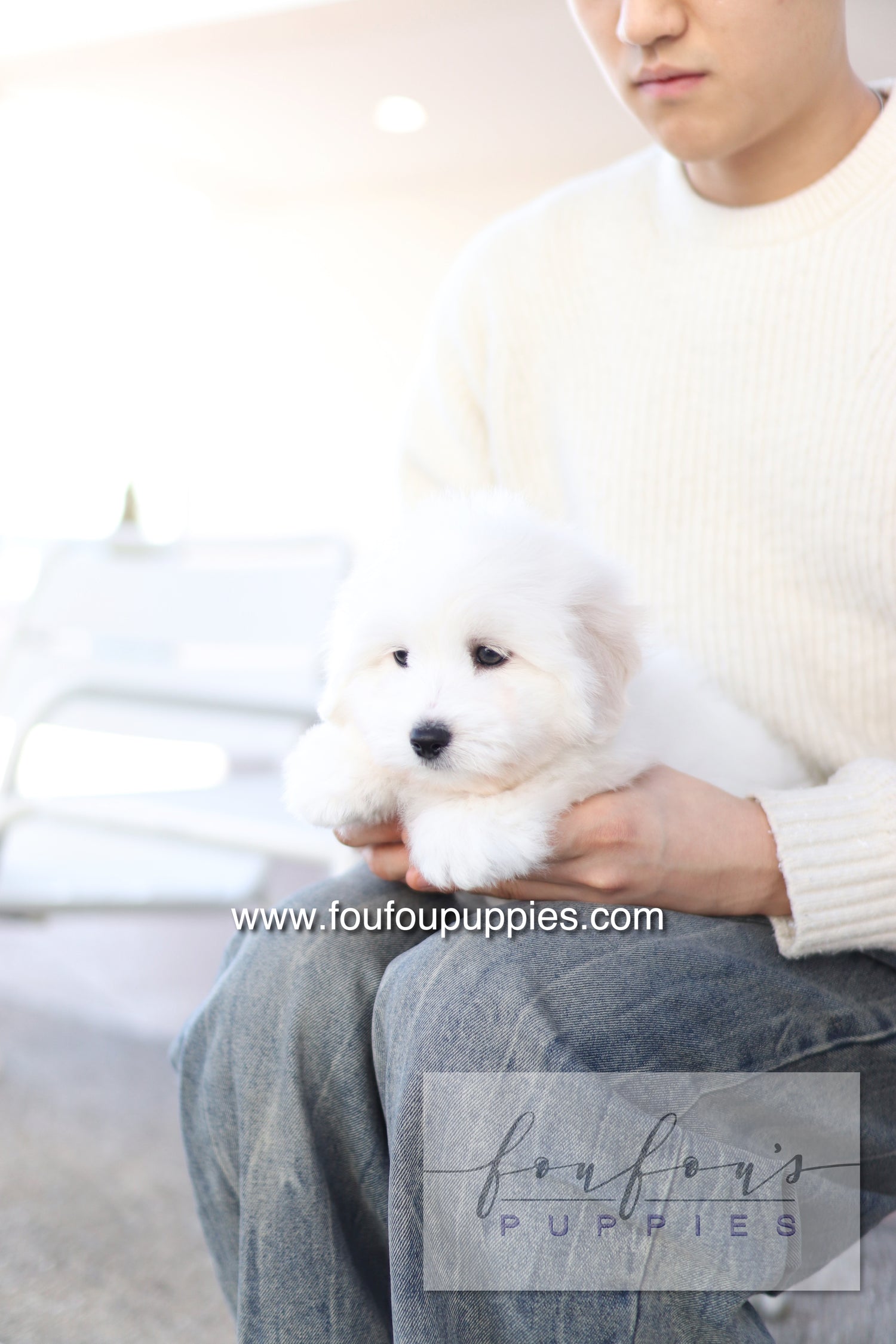 Ruben - Cotton de Tulear M.