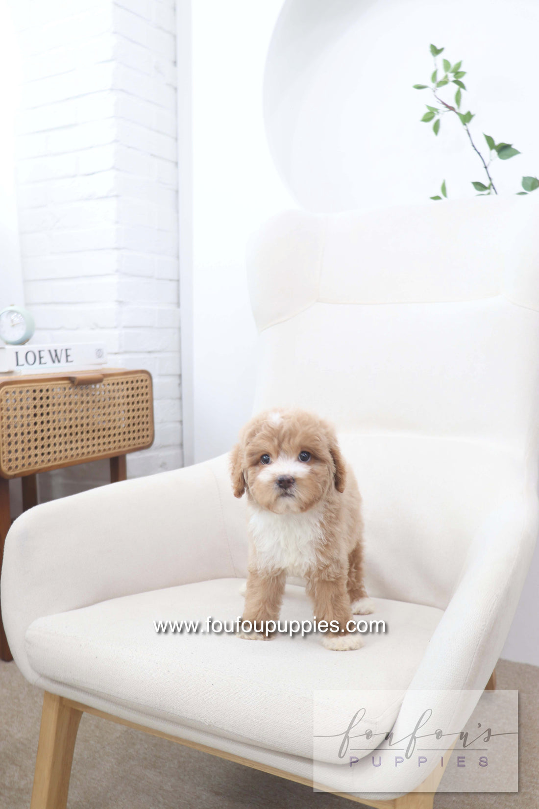 Peaches - Golden Doodle F.