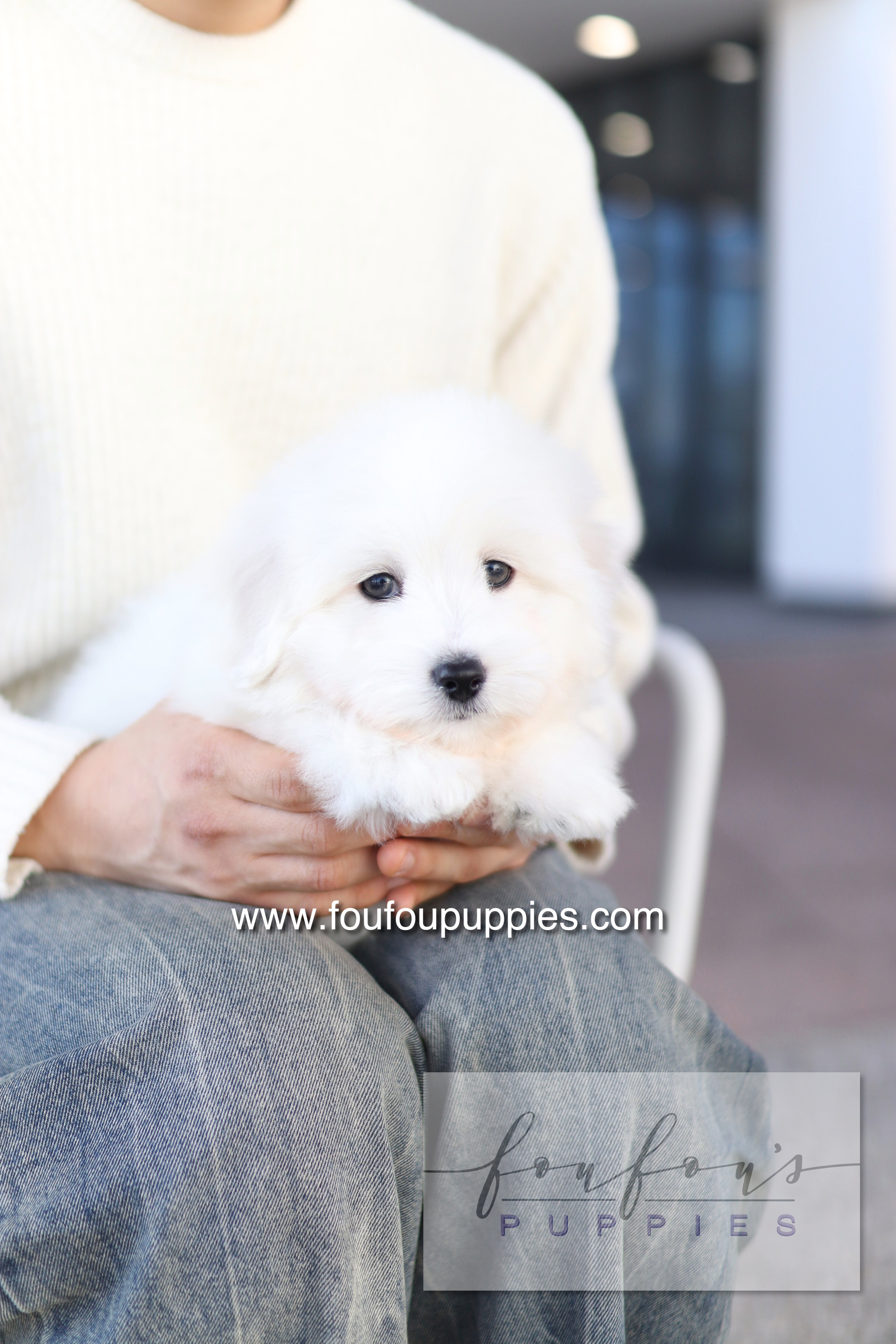 Ruben - Cotton de Tulear M.