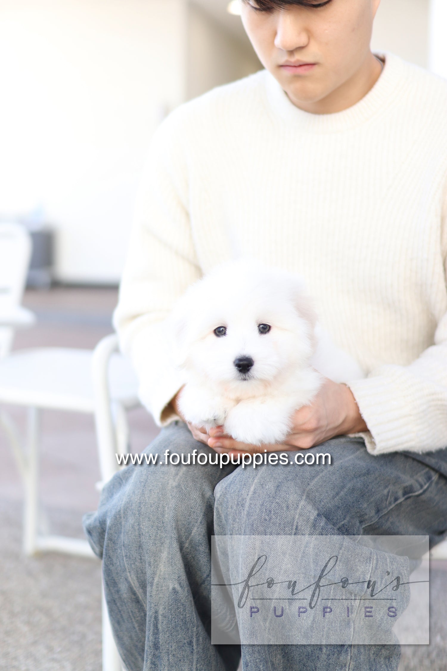 Ruben - Cotton de Tulear M.