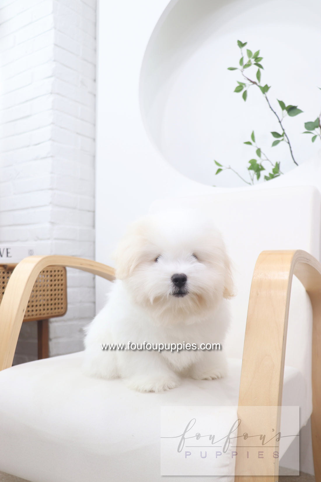 Marshy - Coton De Tulear M.