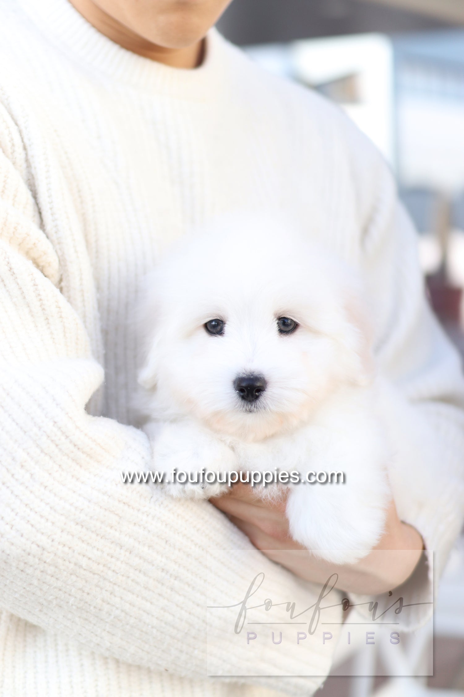 Ruben - Cotton de Tulear M.